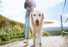 5 Great Tips for Raising a Healthy Dog healthy dog