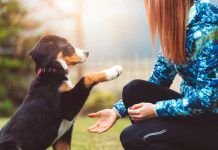 7 Reasons Why You Should Train Your Puppy train your puppy