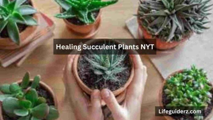 Healing Succlent Plants NYT