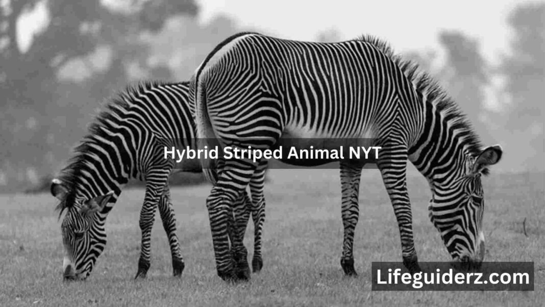 hybrid striped animal nyt